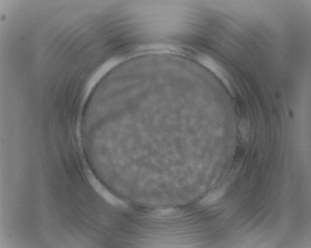 X0000077361482200611101626