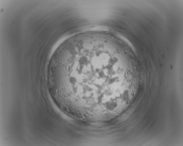 X0000077361483200611101626