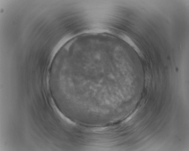 X0000077361484200611101626