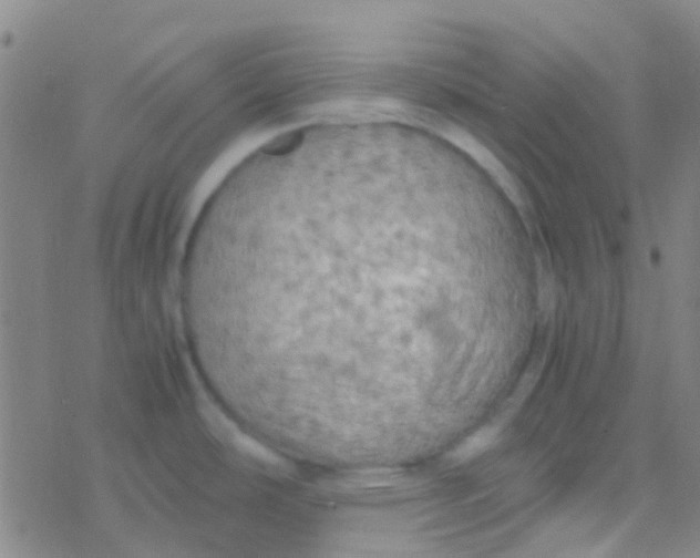 X0000077361486200611101626