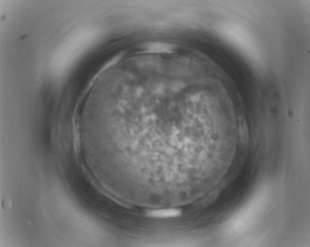 X0000077361487200611101626