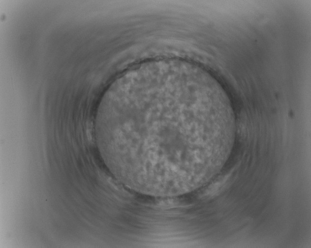 X0000077361490200611101626