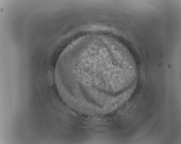 X0000077361493200611101626