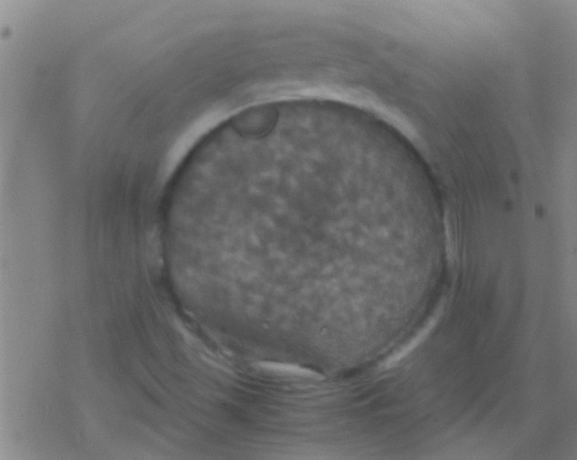 X0000077361501200611101626