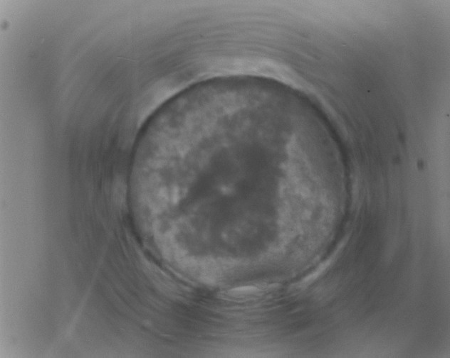 X0000077361505200611101626