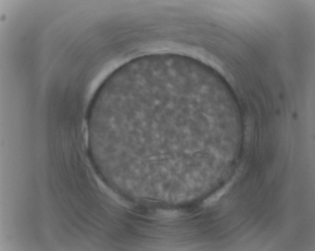 X0000077361509200611101626