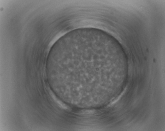 X0000077361513200611101626