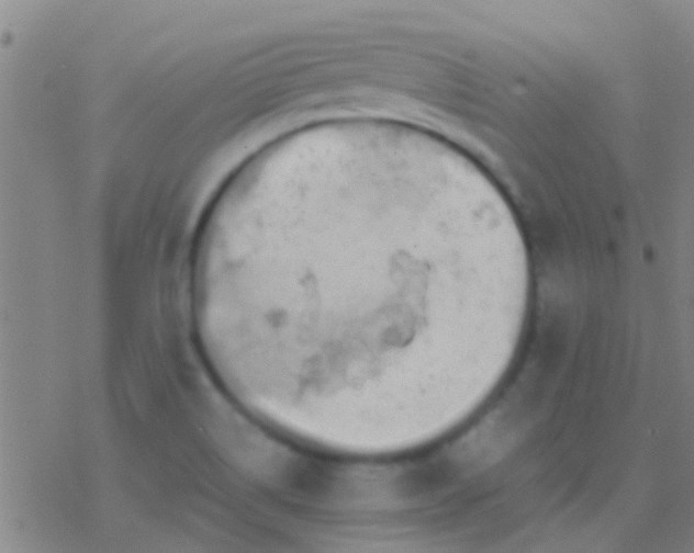 X0000077361514200611101626