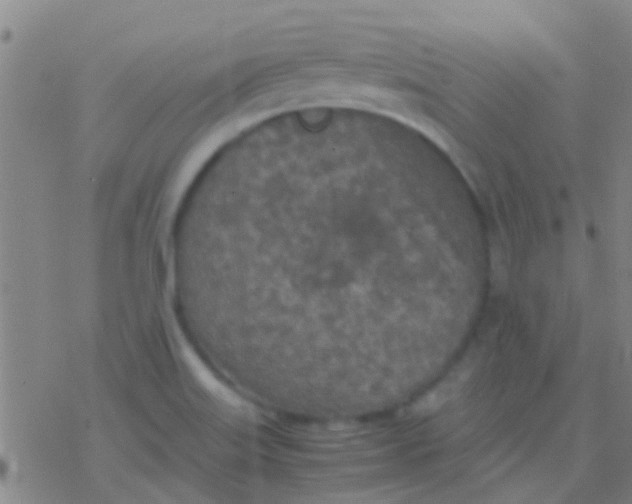 X0000077361515200611101626