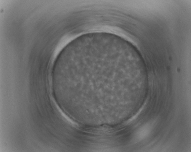 X0000077361517200611101626