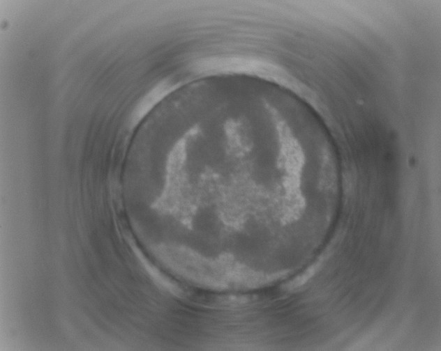 X0000077361521200611101626