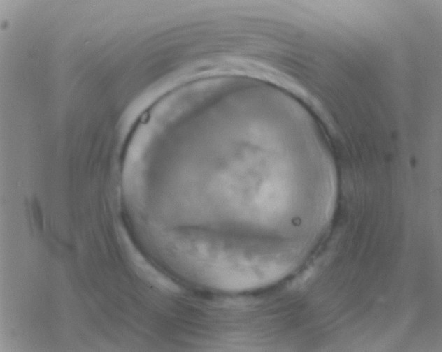 X0000077361522200611101626