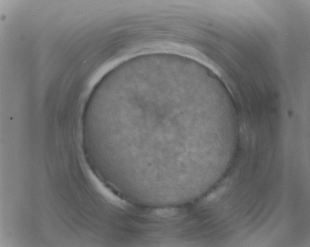 X0000077361523200611101626