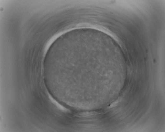 X0000077361527200611101626