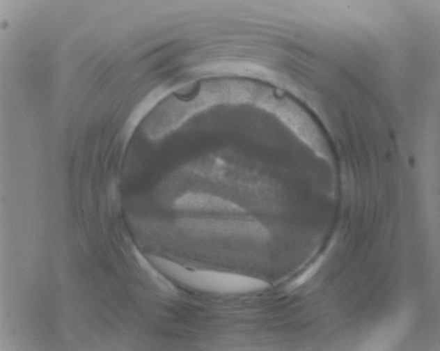 X0000077361529200611101626