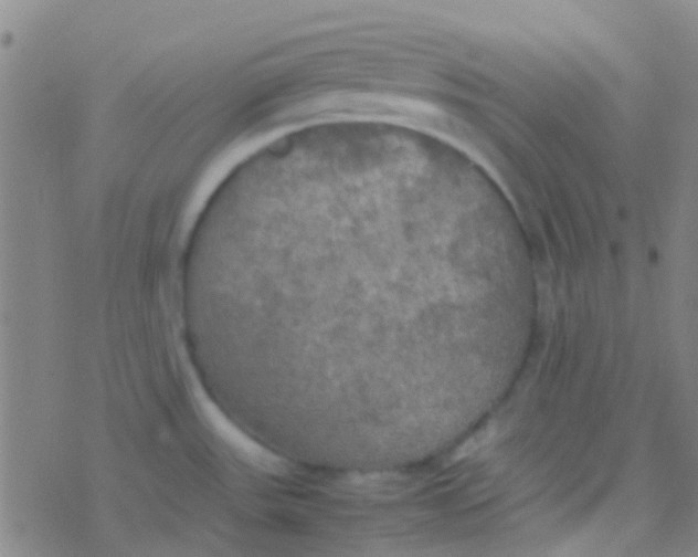 X0000077361531200611101626