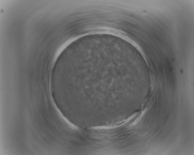 X0000077361533200611101626