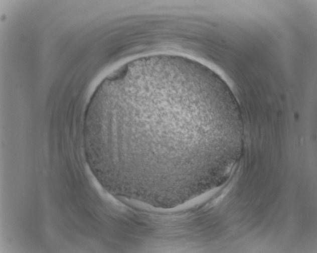 X0000077361534200611101626