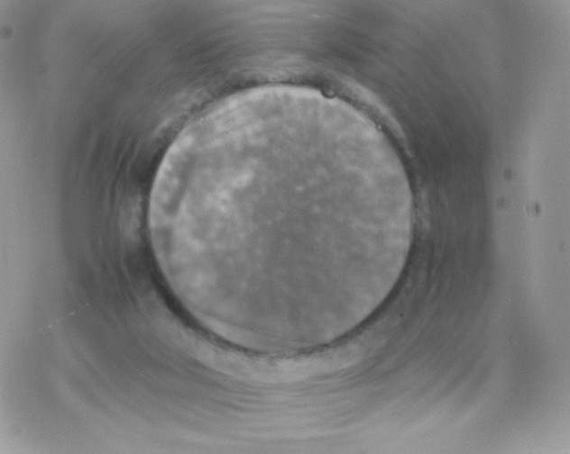 X0000077360018200611171934