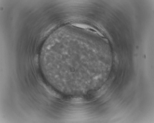 X0000077360066200611171933