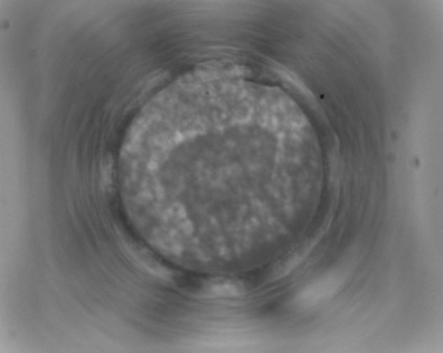 X0000077360073200611171934