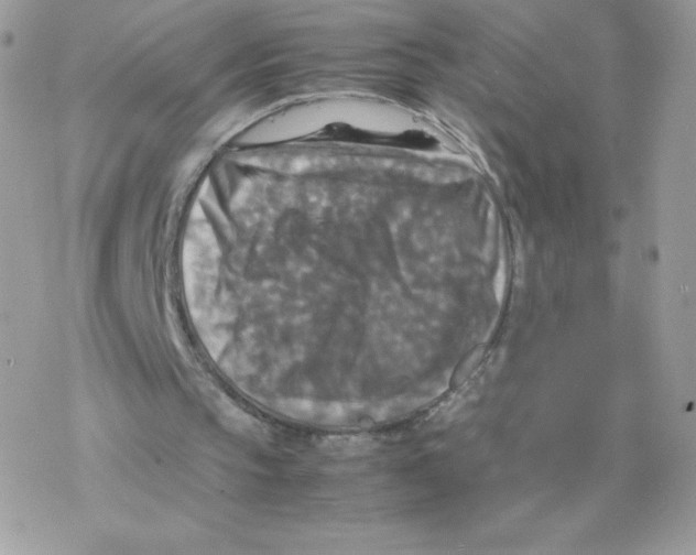 X0000077360145200611171932