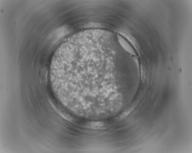 X0000077360157200611171932