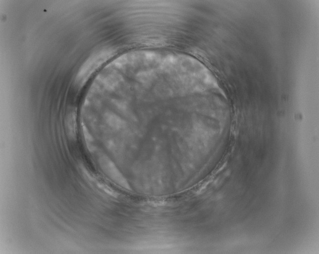 X0000077360194200611171932