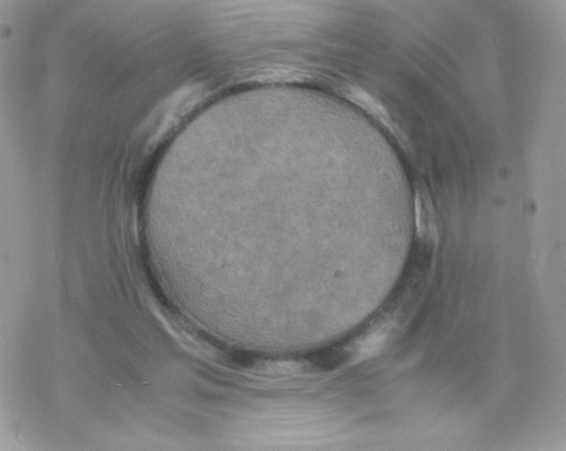 X0000077360205200611171931