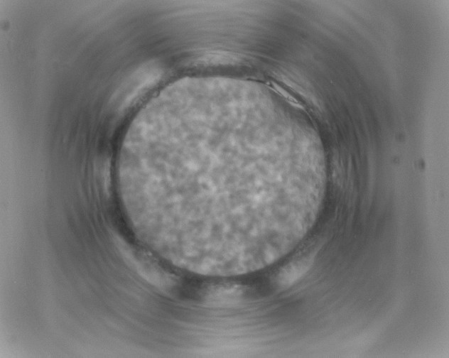 X0000077360206200611171931