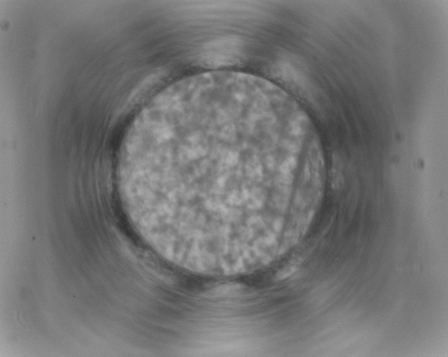 X0000077360210200611171931