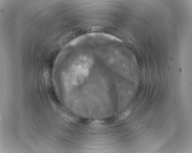 X0000077360222200611171931