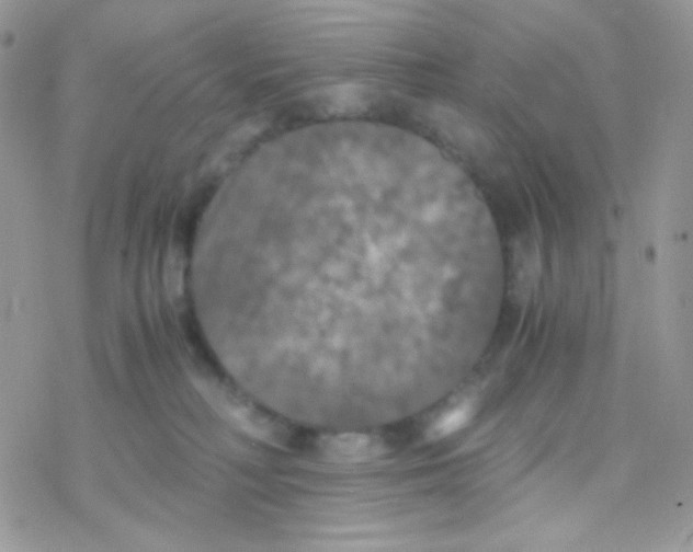 X0000077360230200611171931