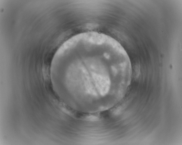 X0000077360236200611171931