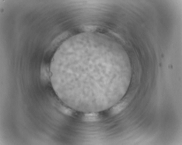 X0000077360240200611171931