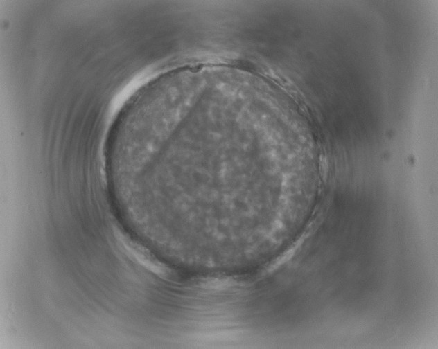 X0000077360246200611171930