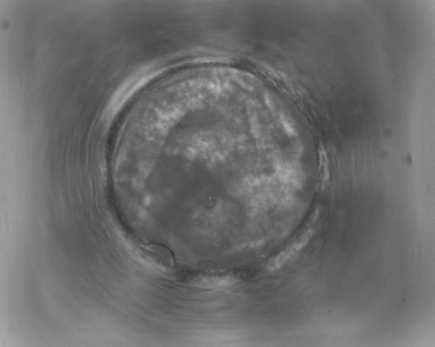 X0000077360247200611171930