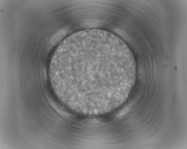 X0000077360254200611171930