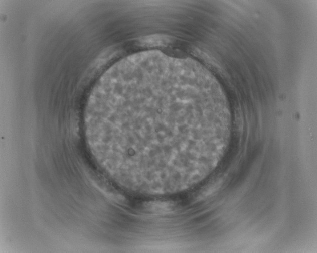 X0000077360255200611171930