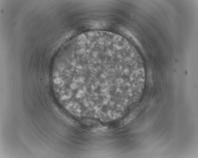 X0000077360257200611171930