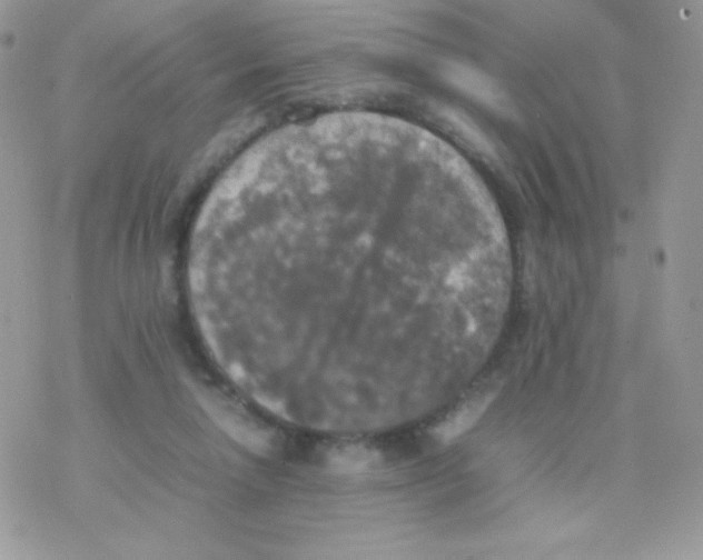 X0000077360258200611171930