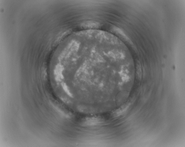 X0000077360259200611171930