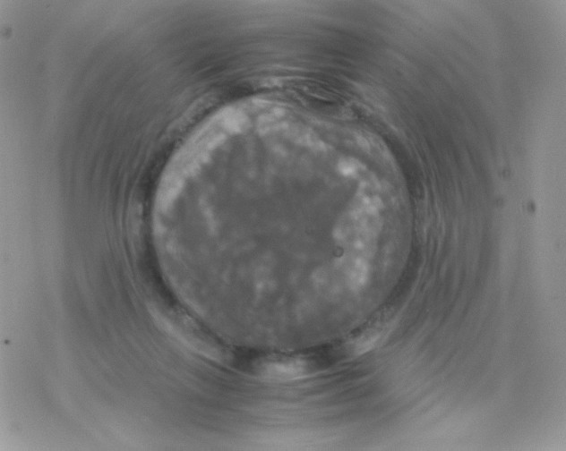 X0000077360263200611171930