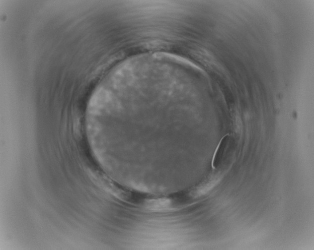 X0000077360266200611171930