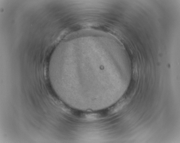 X0000077360268200611171931