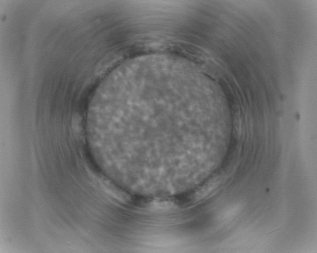 X0000077360270200611171931