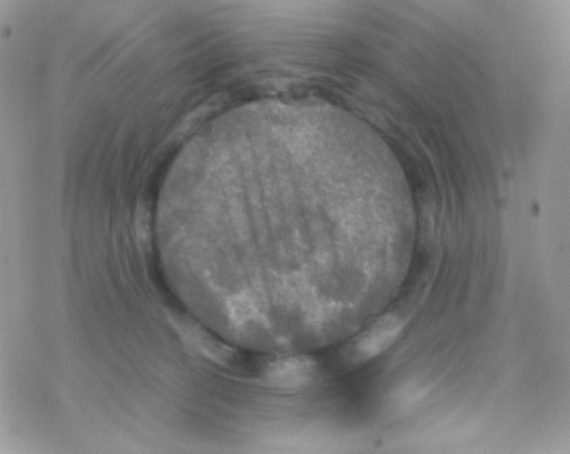 X0000077360274200611171931