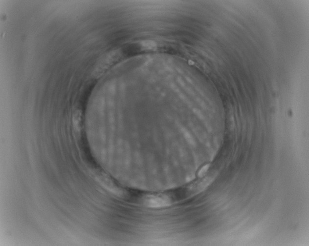 X0000077360275200611171931