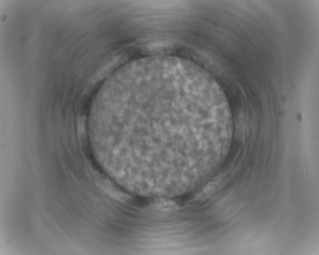 X0000077360278200611171931