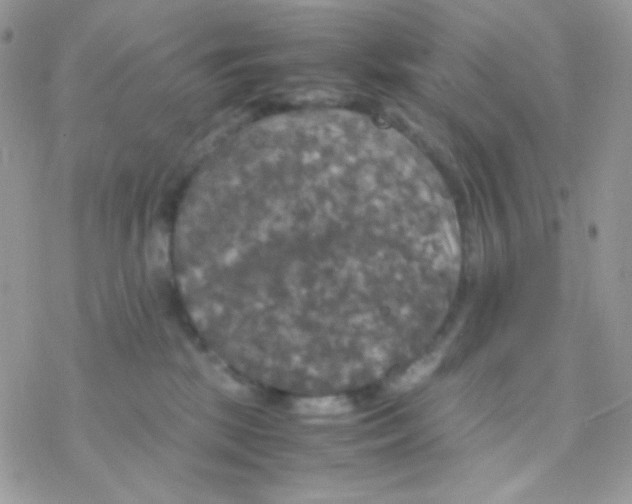 X0000077360281200611171931